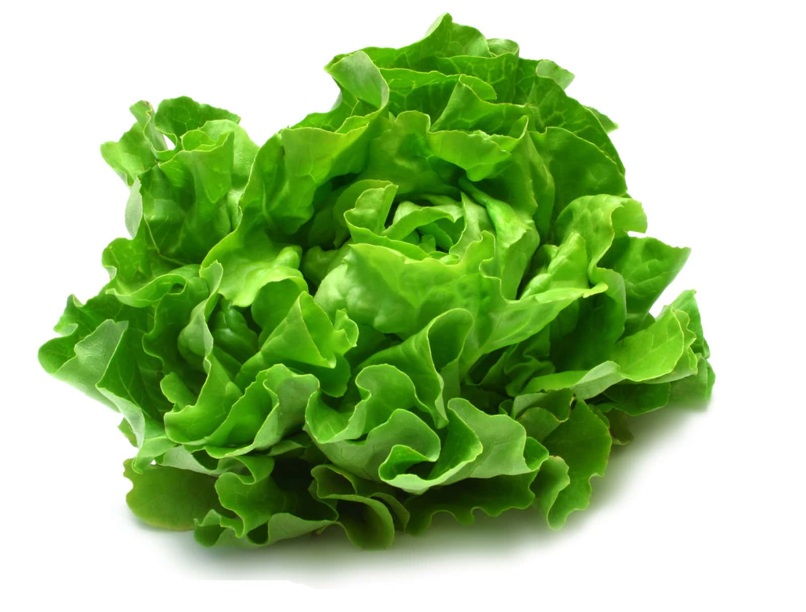 [Imagen: 24566-high-definition-picture-lettuce.jpg]