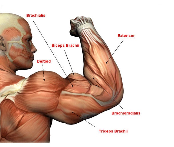 Entrenamiento para bíceps y tríceps