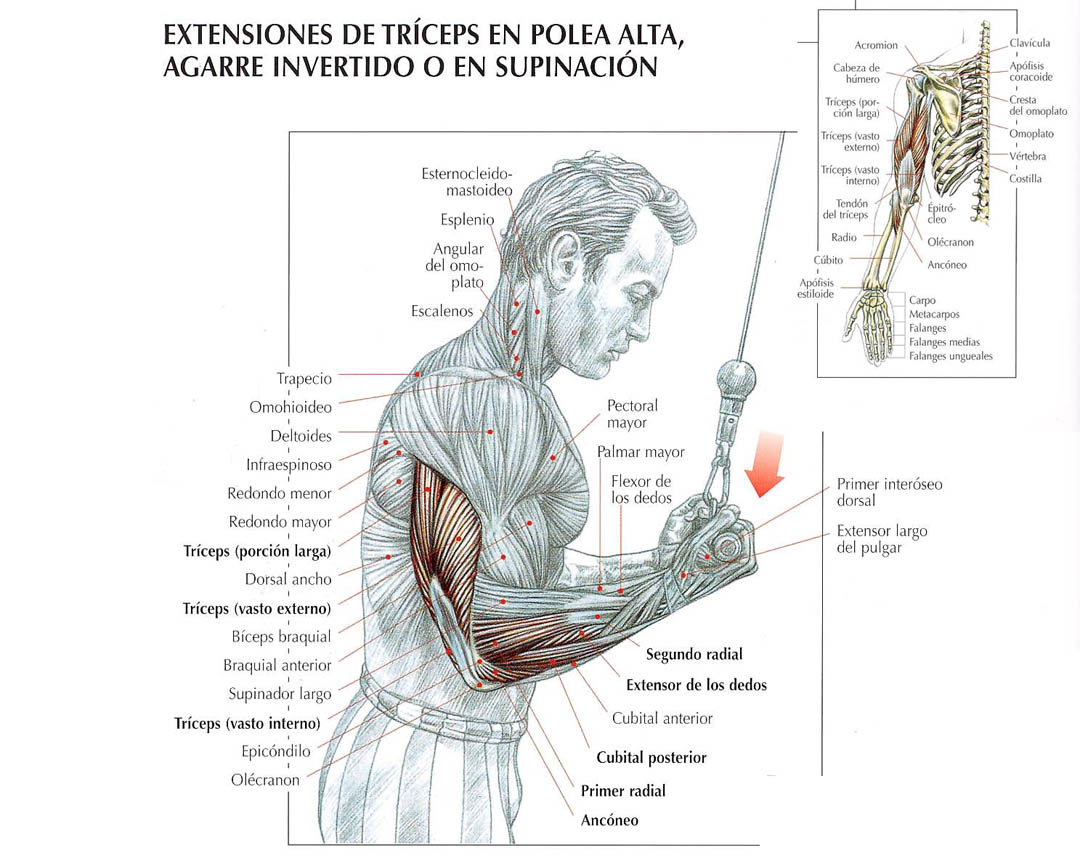 Extensiones de tríceps con polea agarre invertido